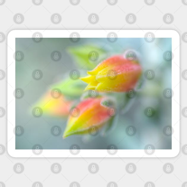 Here Comes The Echeveria Sticker by Michaelm43